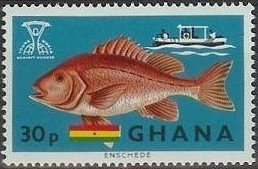 Red Snapper (Lutjanus campechanus), Fishing Trawler “Shama",