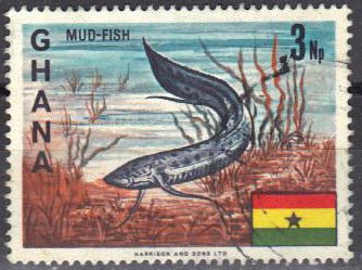 African Lungfish (Protopterus annectens) 