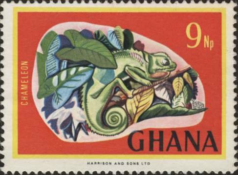 Chameleon (Chamaeleo sp.)