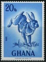 Cape hare (Lepus capensis)
