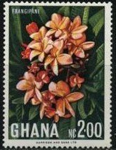 Frangipani