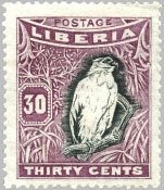 Palm-nut Vulture (Gypohierax angolensis)