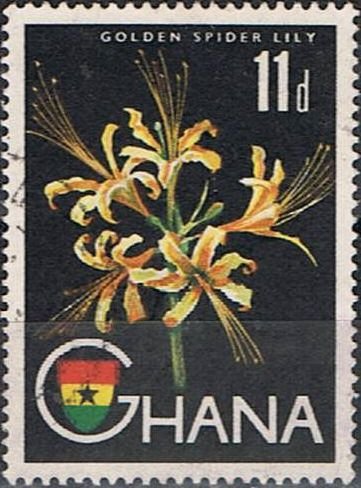 Golden Spider Lily (Lycoris aurea)