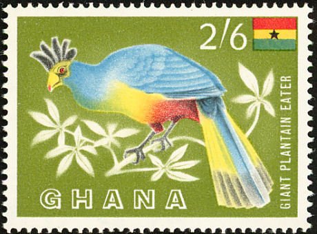 Great Blue Turaco (Corythaeola cristata)