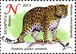 Stamp, Amur Leopard (Panthera pardus orientalis), Belarus,  , Mammals, Cats, Leopards, Zoos, Animals (Fauna)