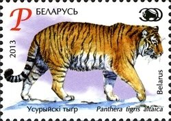 Siberian Tiger (Panthera tigris altaica)