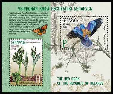 European Roller (Coracias garrulus), Matricary Grapefern (Bo