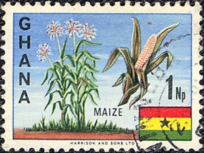 Maize