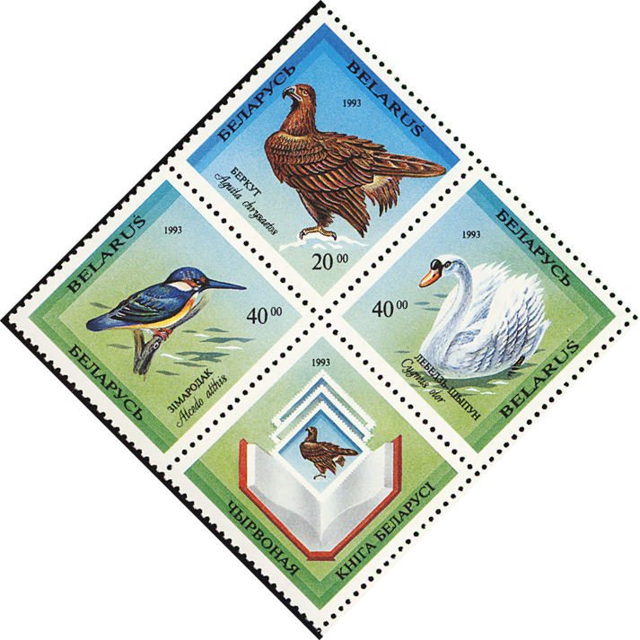 Rare Birds of Belarus