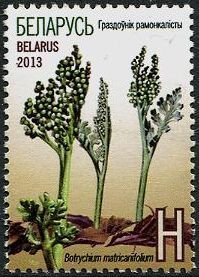 Moonwort / Botrychium matricariifolium