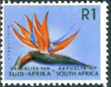Strelitzia