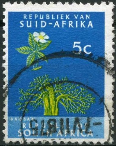 Baobab