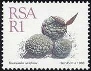 Stamp, Trichocaulon cactiforme, South Africa,  , Cacti