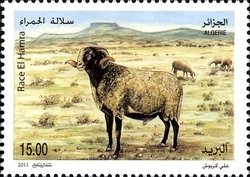 Stamp, El Hamra Sheep (Ovis ammon aries), Algeria,  , Sheep, Animals (Fauna)