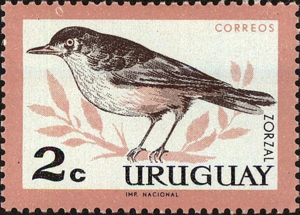 Rufous-bellied Thrush (Turdus rufiventris)
