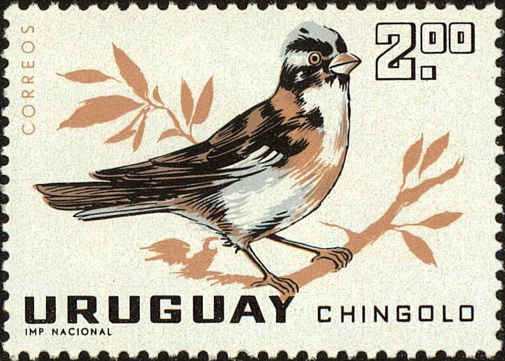 Rufous-collared Sparrow (Zonotrichia capensis)