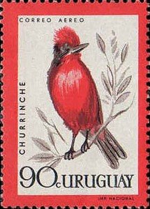 Vermilion Flycatcher (Pyrocephalus rubinus)