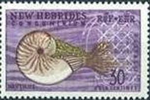Nautilus macromphalus