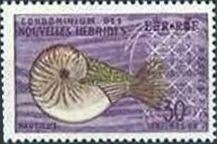 Nautilus macromphalus
