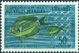 Striped Surgeonfish (Acanthurus lineatus)