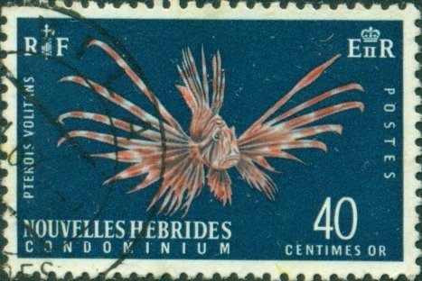 Lionfish (Pterois volitans)