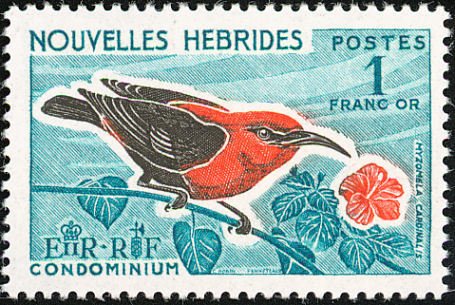 Myzomela cardinalis