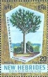 Kauri Pine