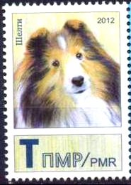 Shetland Sheepdog (Canis lupus familiaris)