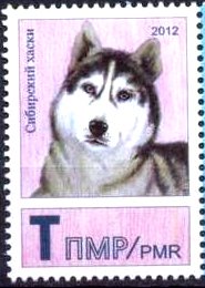Siberian Husky (Canis lupus familiaris)