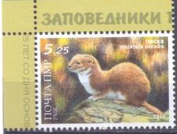 Least Weasel (Mustela nivalis)