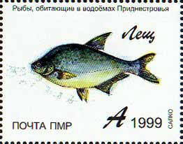 Common Bream (Abramis brama)