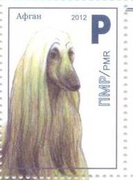 Afghan Hound (Canis lupus familiaris)