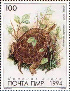European Pond Turtle (Emys orbicularis)