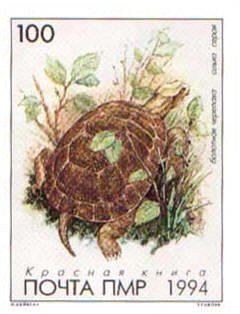 European Pond Turtle (Emys orbicularis)