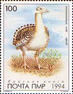 Great Bustard (Otis tarda)