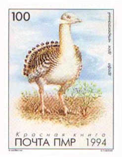Great Bustard (Otis tarda)