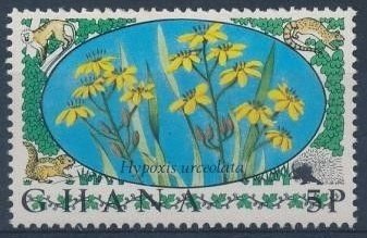 Star Grass