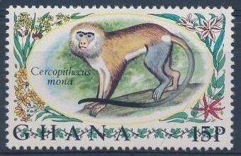 Mona Monkey (Cercopithecus mona) 