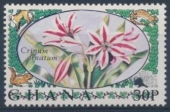 Amaryllis