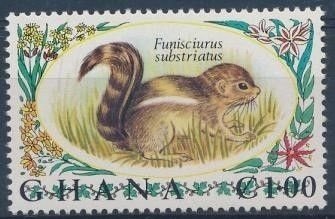 Kintampo Rope Squirrel (Funisciurus substriatus)