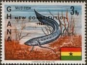 African Lungfish (Protopterus annectens) - overprinted