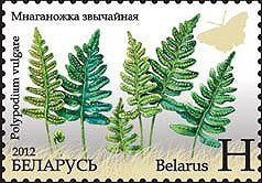 Common polypody
