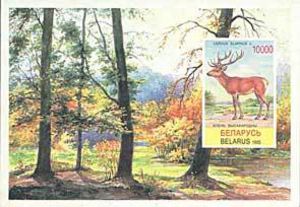 Deer