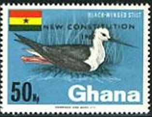 Black-winged Stilt (Himantopus himantopus) - overprinted