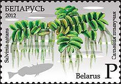 Stamp, Floating fern, Belarus,  , Plants (Flora)