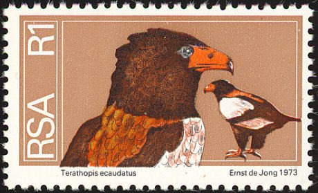 Bateleur Eagle (Terathopius ecaudatus)