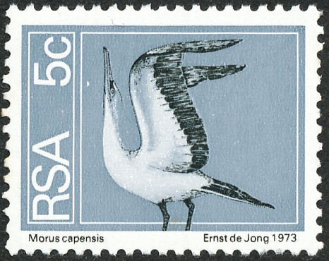 Cape Gannet (Morus capensis)