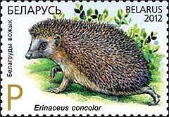 Southern White-breasted Hedgehog (Erinaceus concolor)