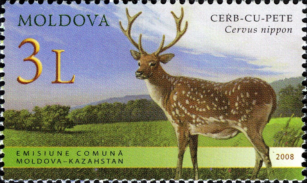 Sika Deer (Cervus nippon)