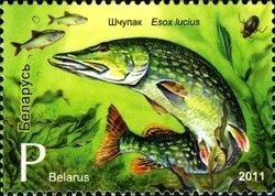Northern Pike (Esox lucius)